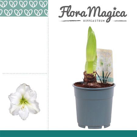 Hipp Arctic White 1pp