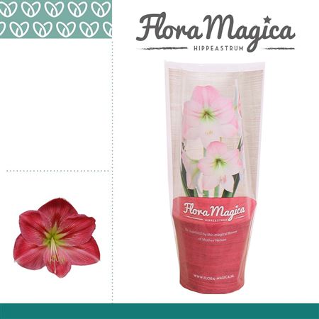 Hipp Sweet Pink 2pp Flora Magica Sleeve