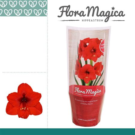 Hipp Royal Red 2pp Flora Magica Sleeve