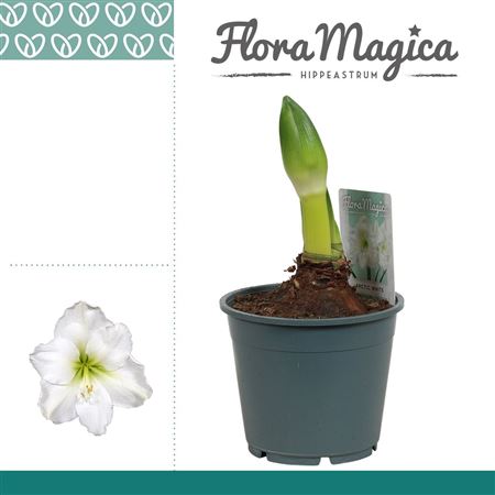 Amaryllis Arctic White 1+