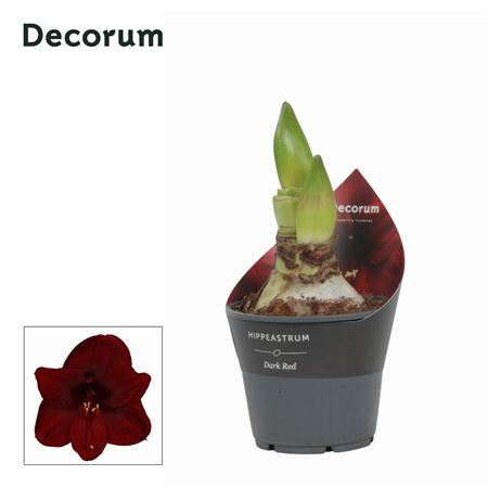 Hipp Dark Red 2pp (decorum)