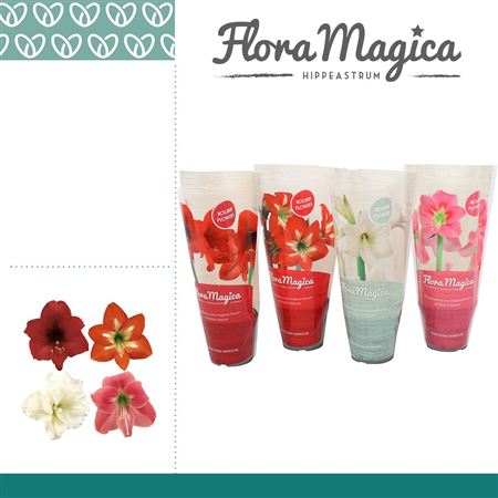 Hipp Mix Kolibri 1pp Fm Sleeve