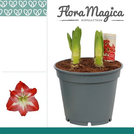 Hipp Multiflora Exotic Striped 6pp