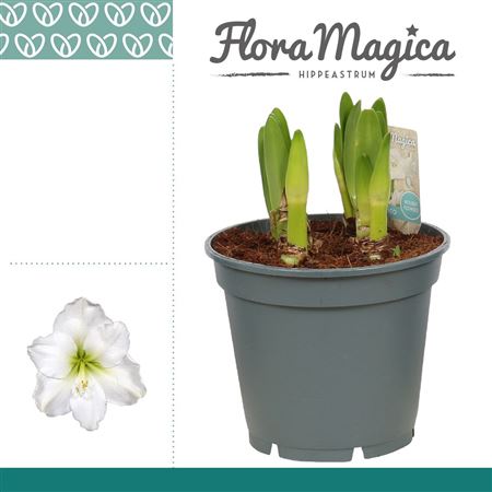 Hipp Multiflora Arctic White 6+
