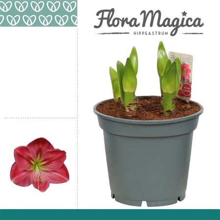 Hipp Multiflora Sweet Pink 6+