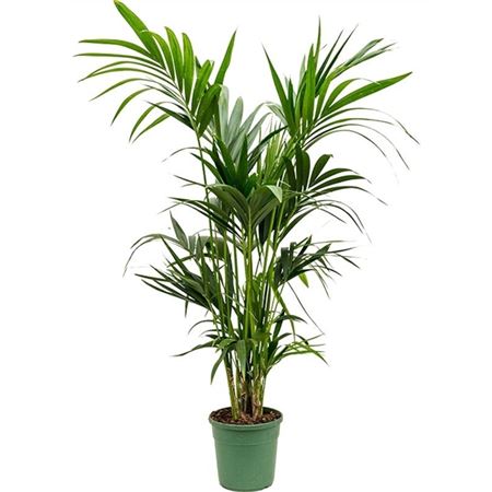 Howea Forsteriana 5pp