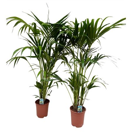 Howea Forsteriana 5pp
