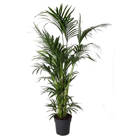 Howea Forsteriana 10pp