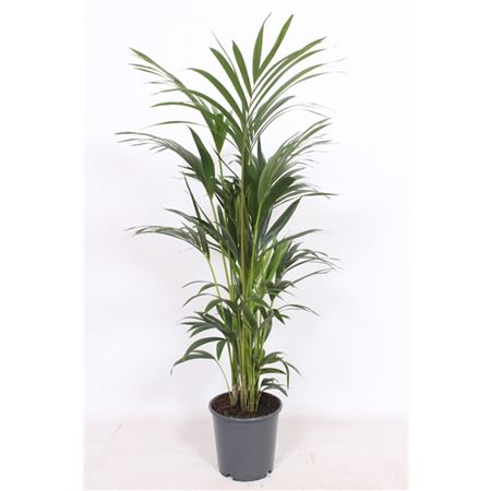 Howea Forsteriana 6pp