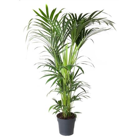 Howea Forsteriana 8pp