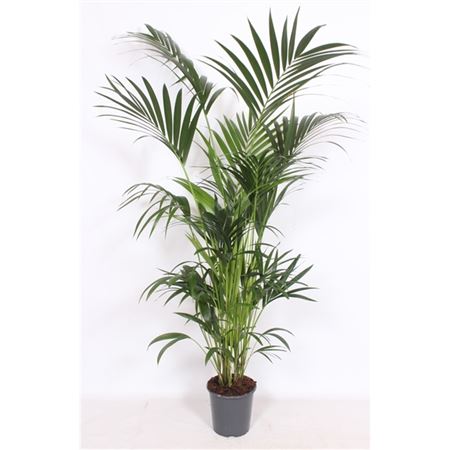 Howea Forsteriana 10pp