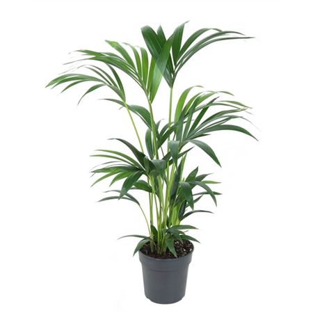 Howea Forsteriana 6pp