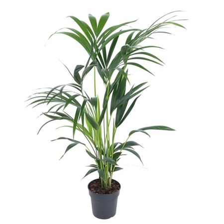 Howea Forsteriana 5pp