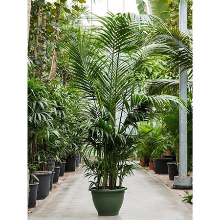 Howea Forsteriana 10pp