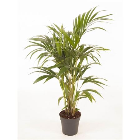 Howea Forsteriana 5pp