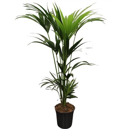 Howea Forsteriana 5pp