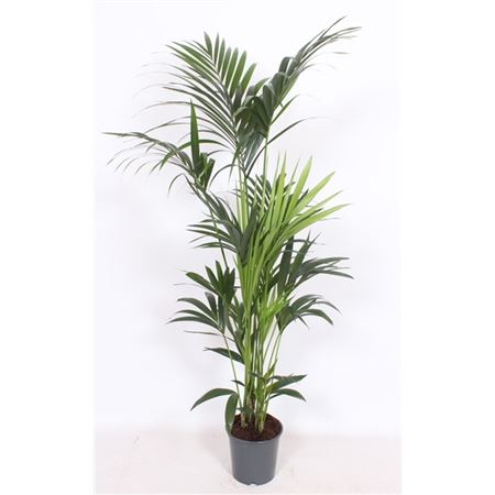 Howea Forsteriana 6pp