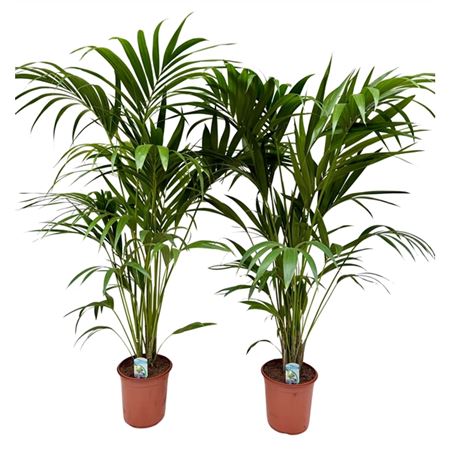 Howea Forsteriana 5pp