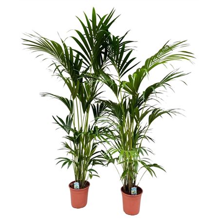 Howea Forsteriana 6pp