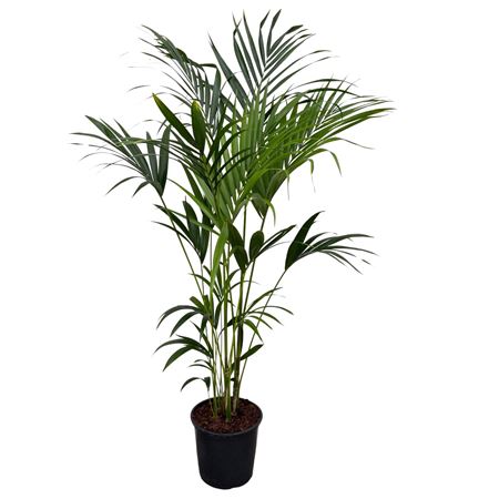 Howea Forsteriana 5pp