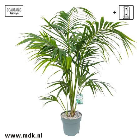 Howea Forsteriana 5+ Watermeter