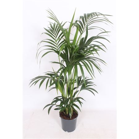 Howea Forsteriana 6pp