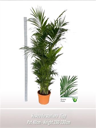 Howea Forsteriana 12+