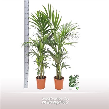 Howea Forsteriana