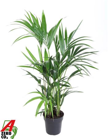 Howea Forsteriana(kentia) P19-110