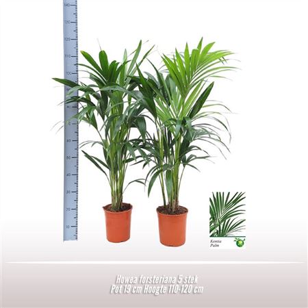 Howea Forsteriana 5+