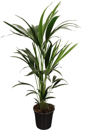 Howea Forsteriana 5pp