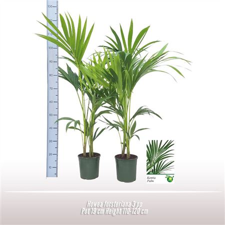 Howea Forsteriana 3pp