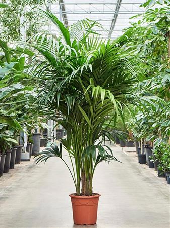 Howea Forsteriana