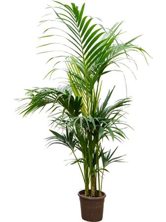 Howea Forsteriana 6pp