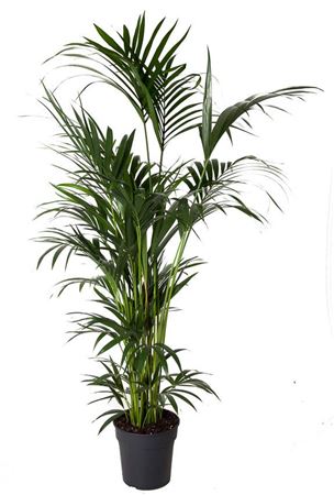 Howea Forsteriana 10pp