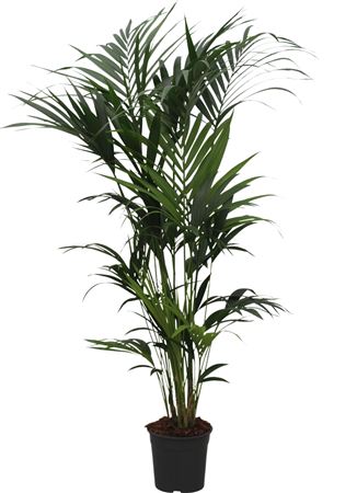 Howea Forsteriana 5pp