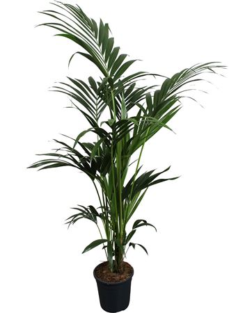 Howea Forsteriana 6pp