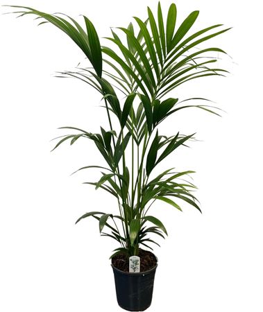 Howea Forsteriana 6pp
