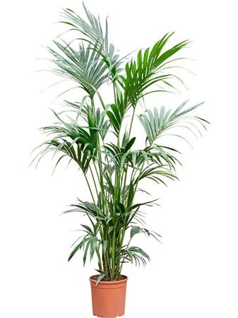 Kentia (howea) Forsteriana
