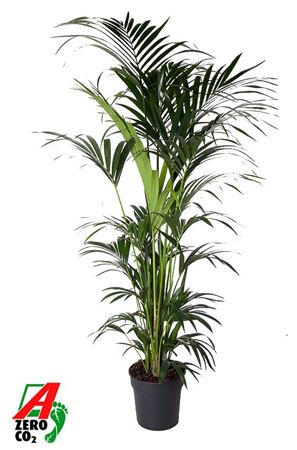 Howea Forsteriana 12p