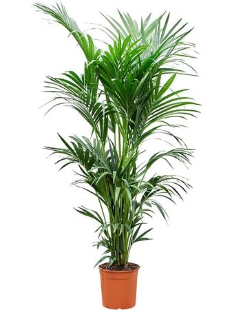 Howea Forsteriana
