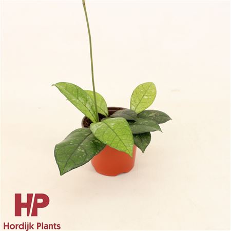 Hoya Crassipetiolata