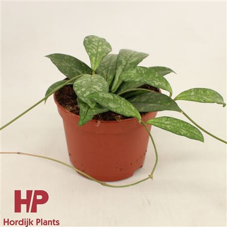 Hoya Crassipetiolata