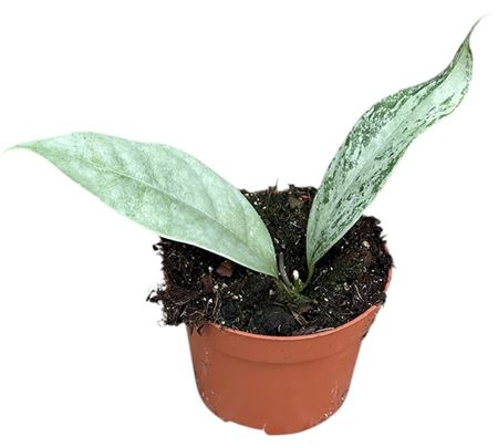 Hoya Compacta Mauna Loa