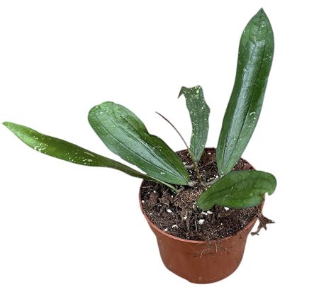 Hoya Compacta Mauna Loa