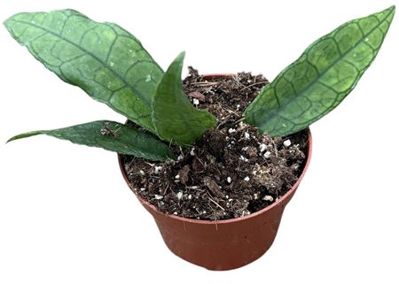 Hoya Finlaysonii Sukirin
