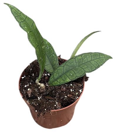 Hoya Finlaysonii Sukirin