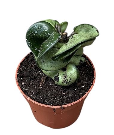 Hoya Compacta Carnosa