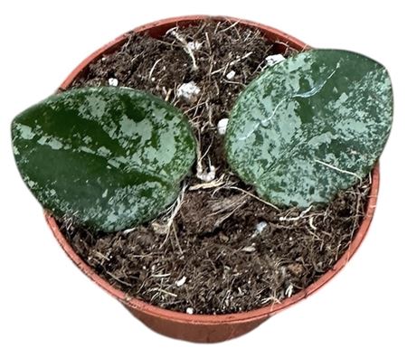 Hoya Mathilde Splash