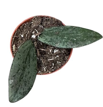 Hoya Sigillatis Silver